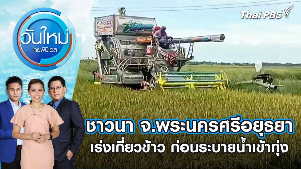 ชาวนา จ.พระนครศรีอยุธยา เร่งเกี่ยวข้าว ก่อนระบายน้ำเข้าทุ่ง | วันใหม่ ไทยพีบีเอส | 10 ก.ย. 67