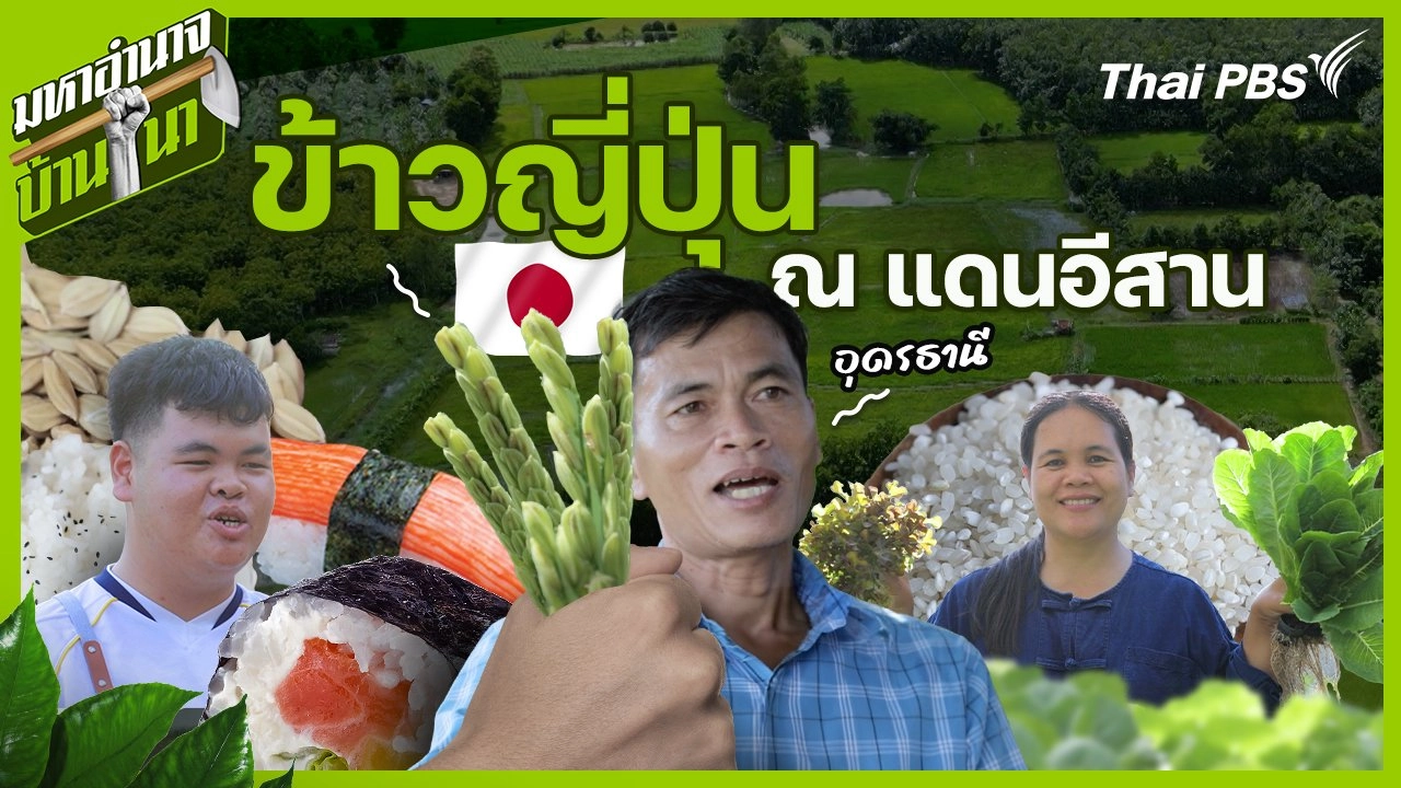 ข้าวญี่ปุ่น ณ แดนอีสาน