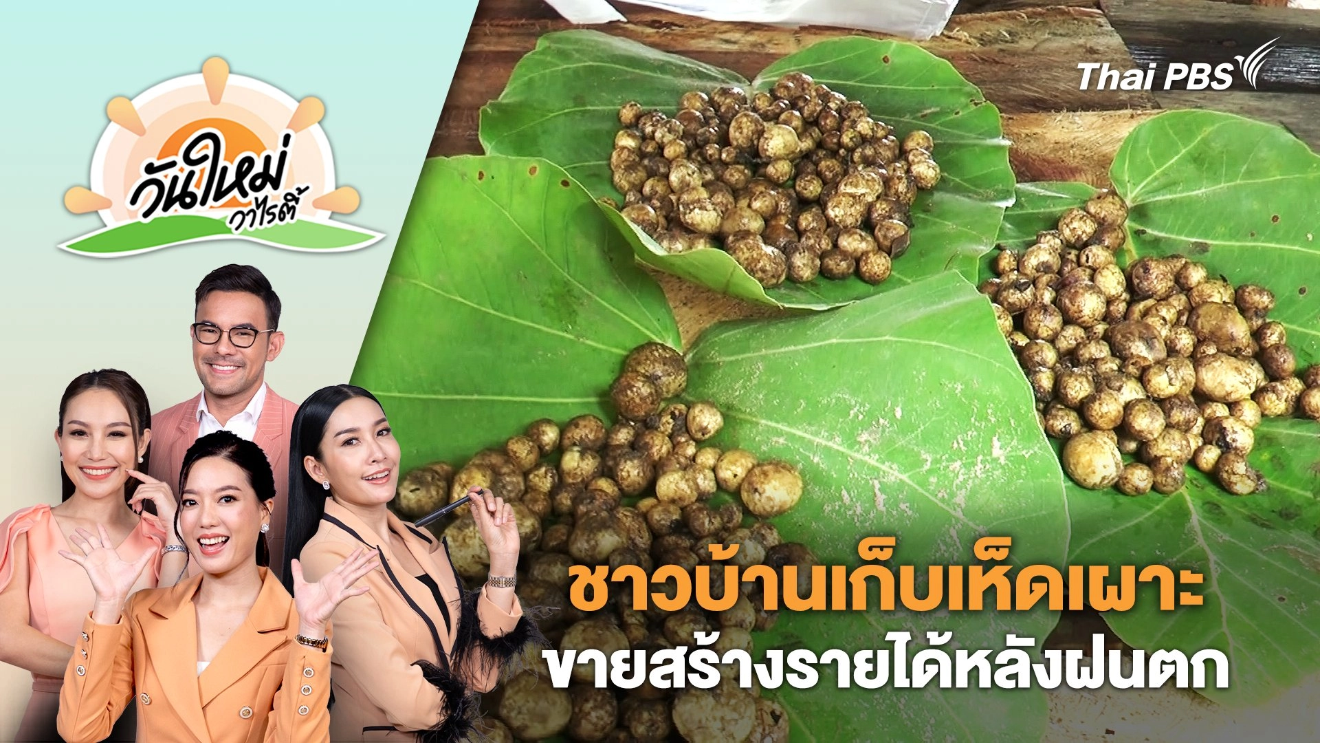 ชาวบ้านเก็บเห็ดเผาะขายสร้างรายได้หลังฝนตก จ.ยโสธร | วันใหม่วาไรตี้ | 24 พ.ค. 67