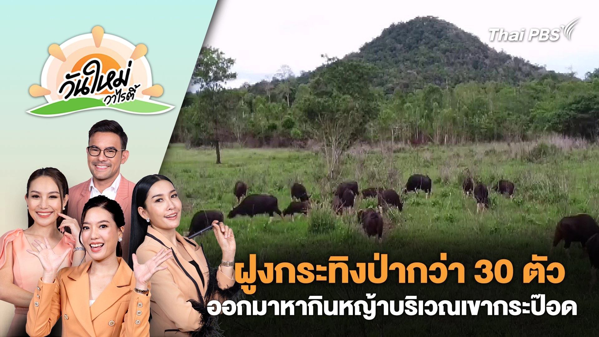 ฝูงกระทิงป่ากว่า 30 ตัวออกมาหากินหญ้าบริเวณเขากระป๊อด จ.บุรีรัมย์ | วันใหม่วาไรตี้ | 28 พ.ค. 67