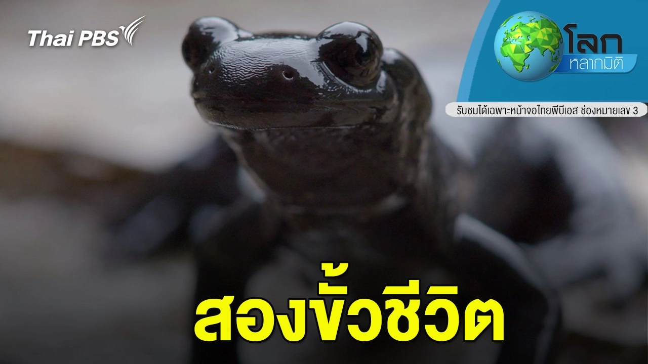 สองขั้วชีวิต
