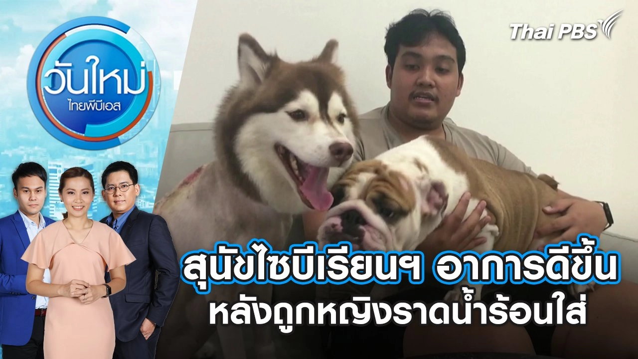 สุนัขไซบีเรียนฯ อาการดีขึ้น หลังถูกหญิงราดน้ำร้อนใส่ | วันใหม่ ไทยพีบีเอส | 6 มิ.ย. 67