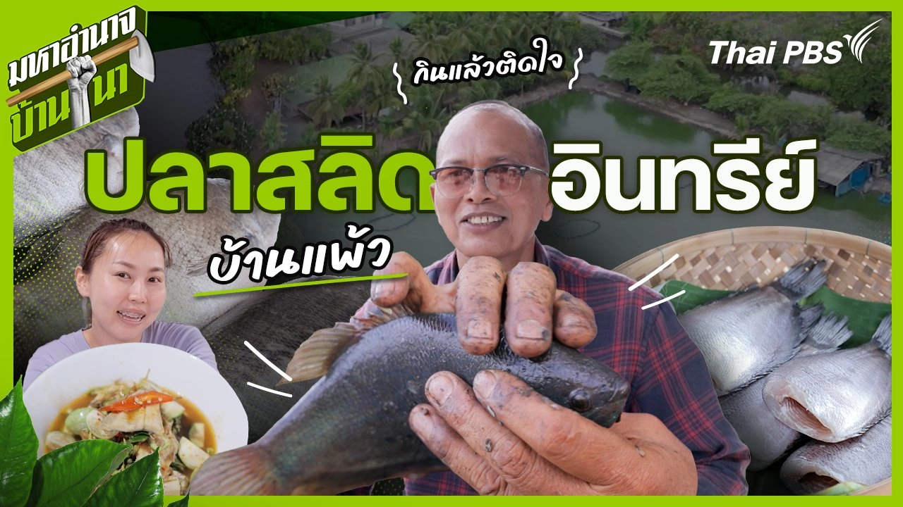ปลาสลิดอินทรีย์บ้านแพ้ว กินแล้วติดใจ