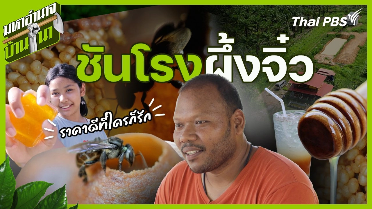 ชันโรง ผึ้งจิ๋วราคาดีที่ใครก็รัก