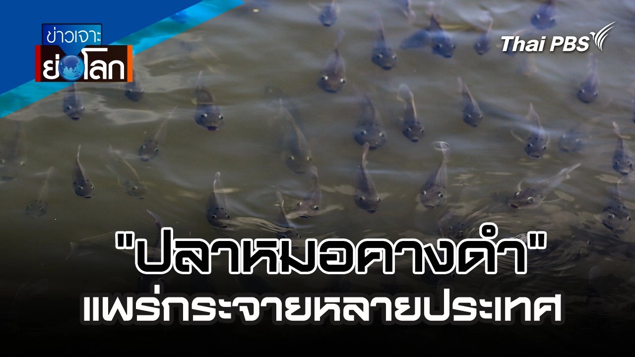 "ปลาหมอคางดำ" แพร่กระจายหลายประเทศ | 20 ก.ค. 67