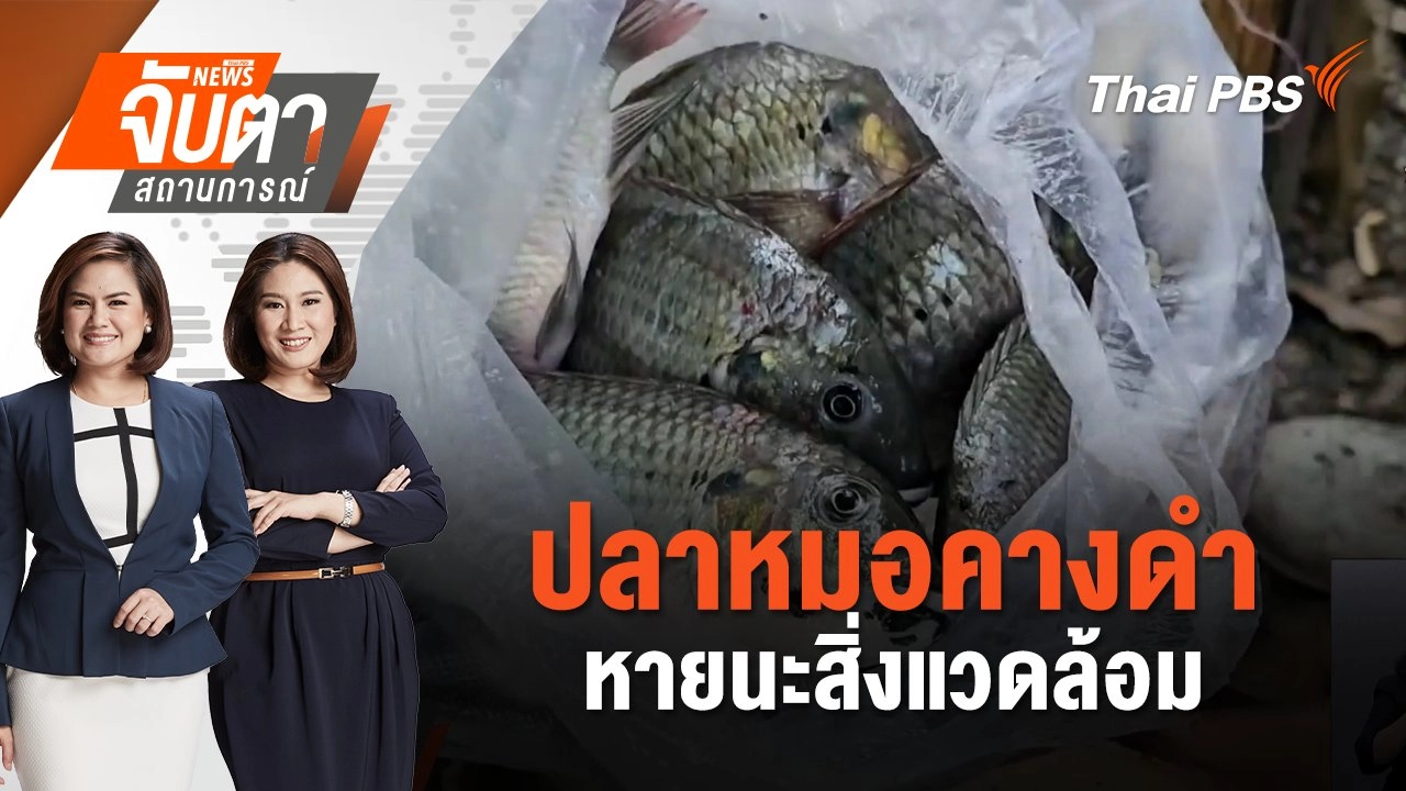 ปลาหมอคางดำ หายนะสิ่งแวดล้อม | จับตาสถานการณ์ | 26 ก.ค. 67