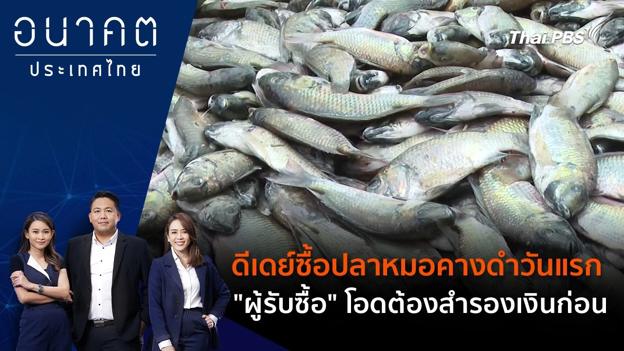 ดีเดย์ซื้อปลาหมอคางดำวันแรก "ผู้รับซื้อ" โอดต้องสำรองเงินก่อน