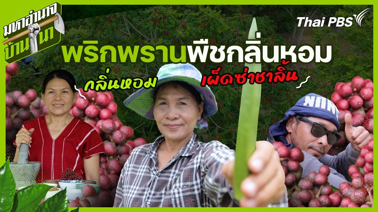พริกพราน พืชกลิ่นหอมเผ็ดซ่าชาลิ้น