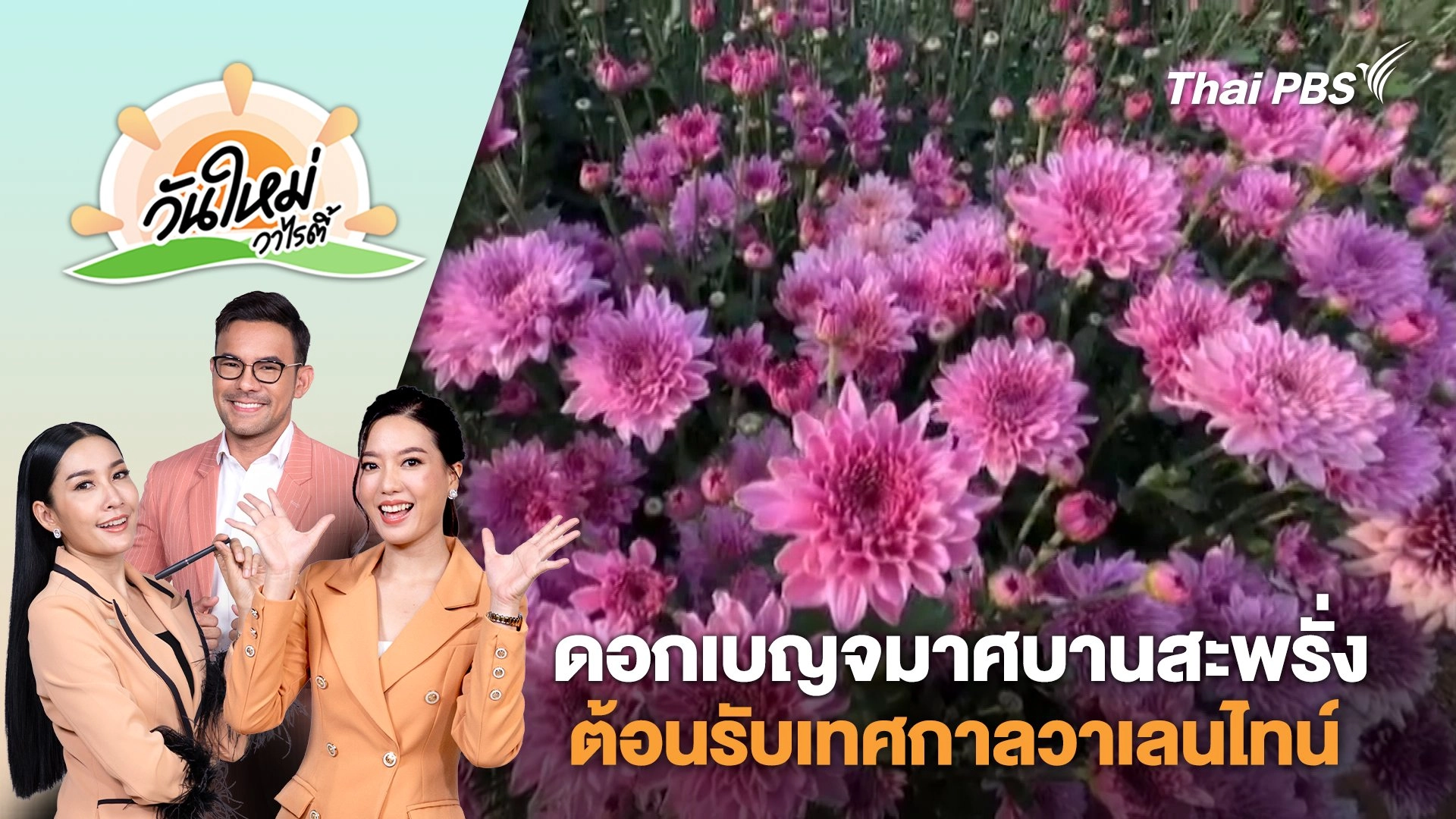 สีสันดอกเบญจมาศบานสะพรั่งสวยงาม ต้อนรับเทศกาลวาเลนไทน์ | วันใหม่วาไรตี้ |  3 ก.พ. 68