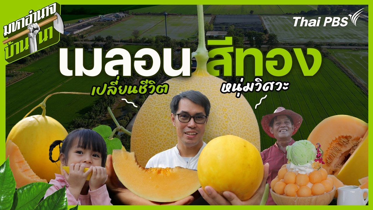 เมลอนสีทอง เปลี่ยนชีวิตหนุ่มวิศวะ