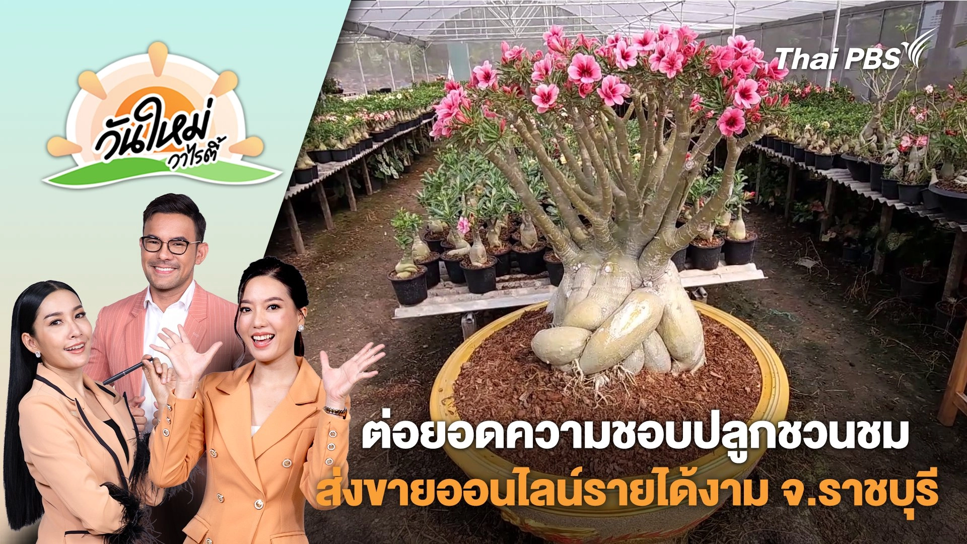 ต่อยอดความชอบปลูกชวนชมส่งขายออนไลน์รายได้งาม จ.ราชบุรี | วันใหม่วาไรตี้ | 20 ก.พ. 68