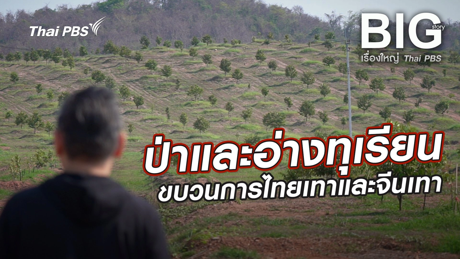 ป่าและอ่างทุเรียน ขบวนการไทยเทาและจีนเทา