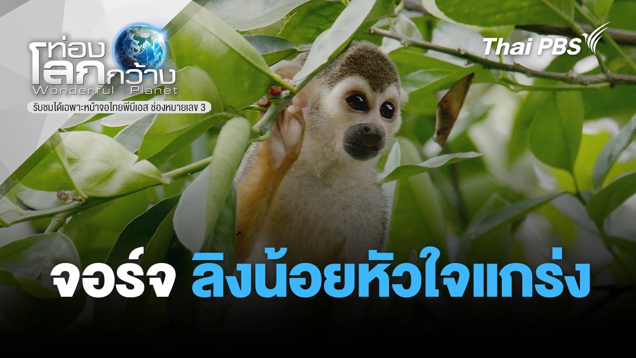 จอร์จ ลิงน้อยหัวใจแกร่ง