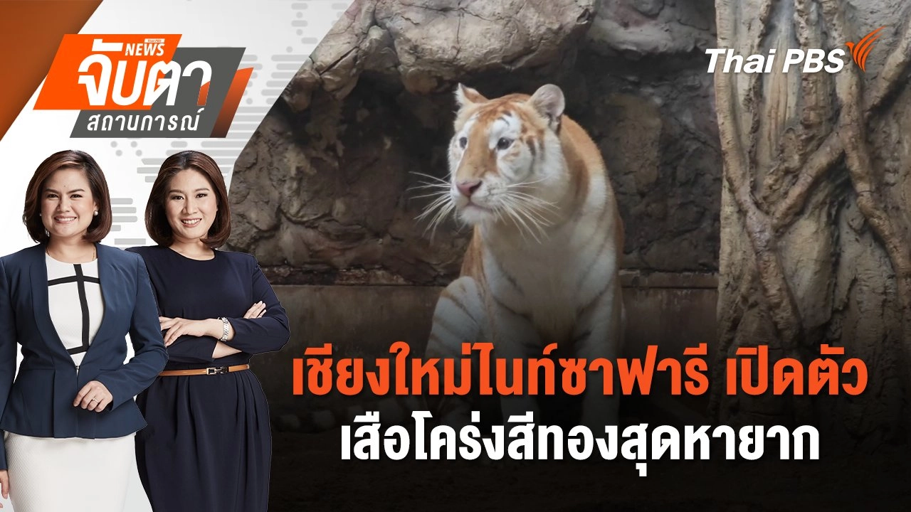 เชียงใหม่ไนท์ซาฟารี เปิดตัวเสือโคร่งสีทองสุดหายาก | จับตาสถานการณ์ | 21 พ.ย. 67