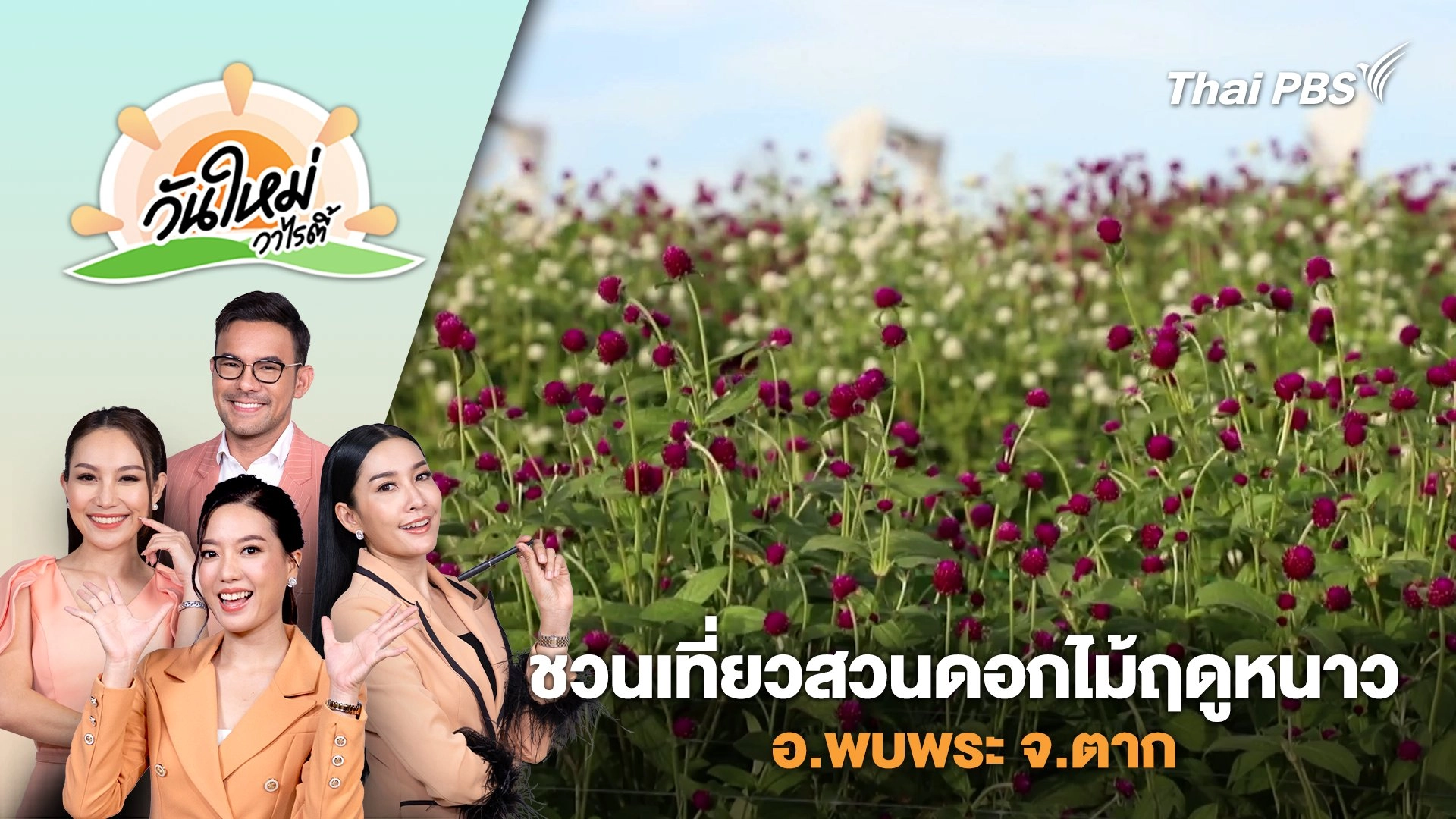 ชวนเที่ยวสวนดอกไม้ฤดูหนาว อ.พบพระ จ.ตาก | วันใหม่วาไรตี้ | 29 พ.ย. 67
