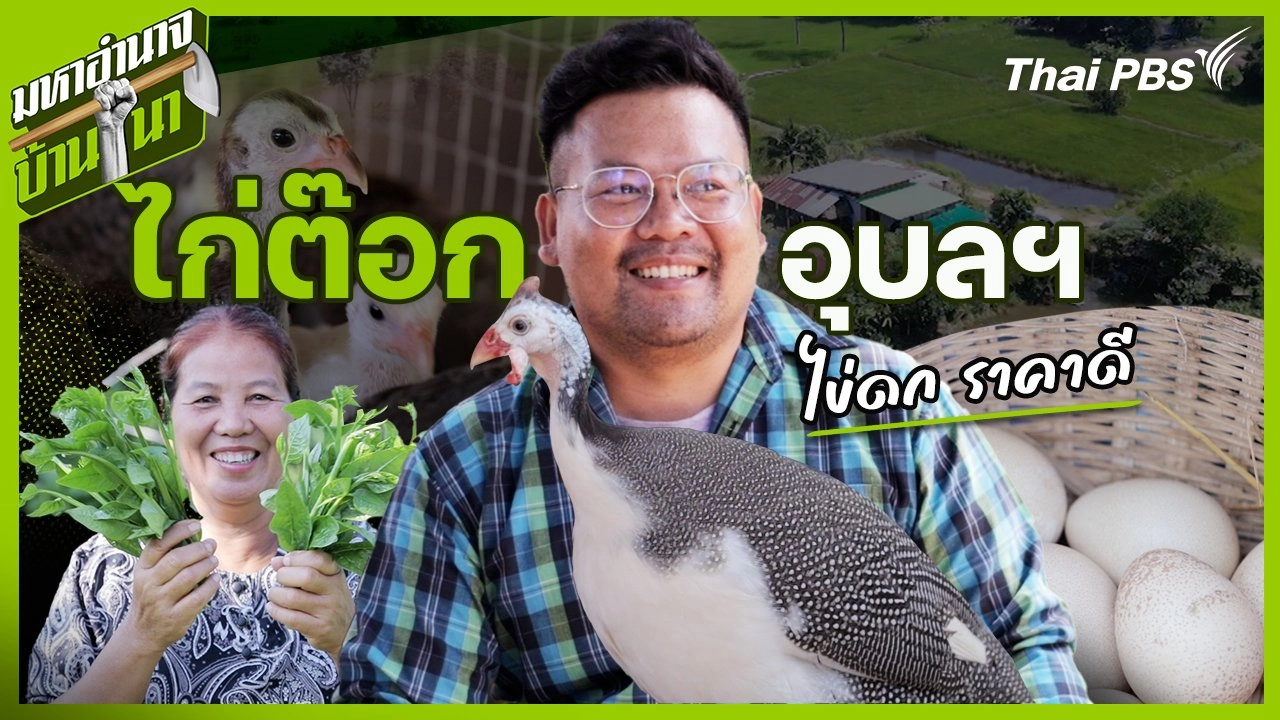 ไก่ต๊อกอุบลฯ ไข่ดก ราคาดี