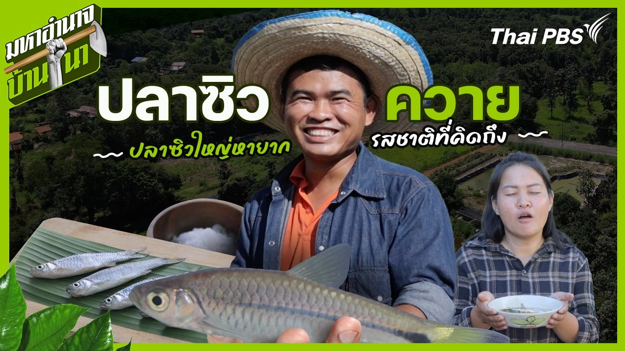 ปลาซิวควาย ปลาซิวใหญ่หายาก รสชาติที่คิดถึง