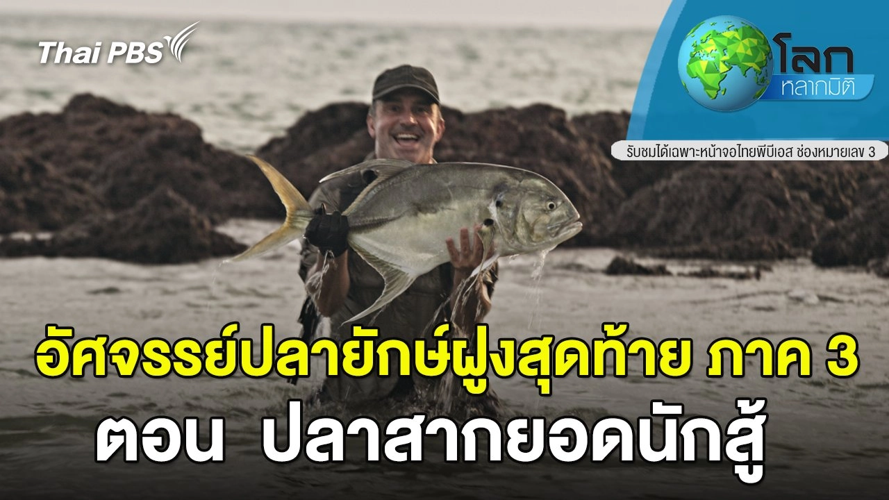 อัศจรรย์ปลายักษ์ฝูงสุดท้าย ภาค 3 ตอน  ปลาสากยอดนักสู้