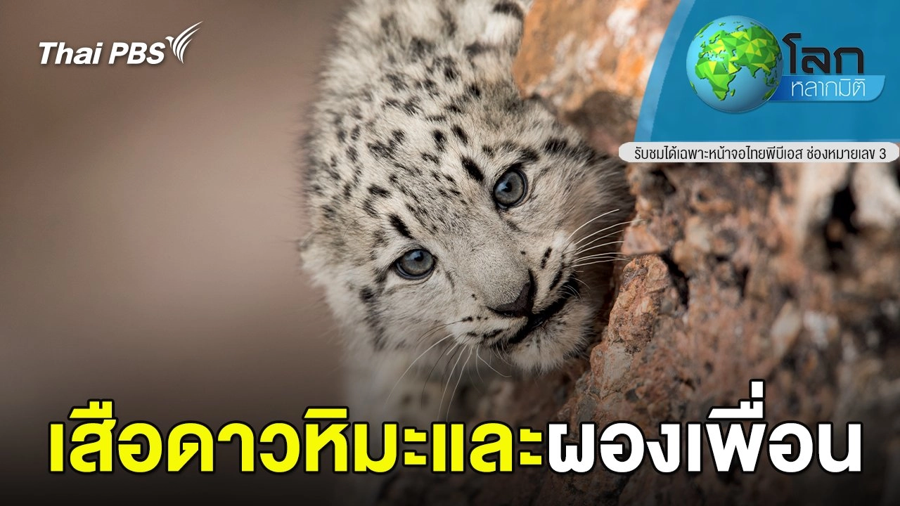 เสือดาวหิมะและผองเพื่อน