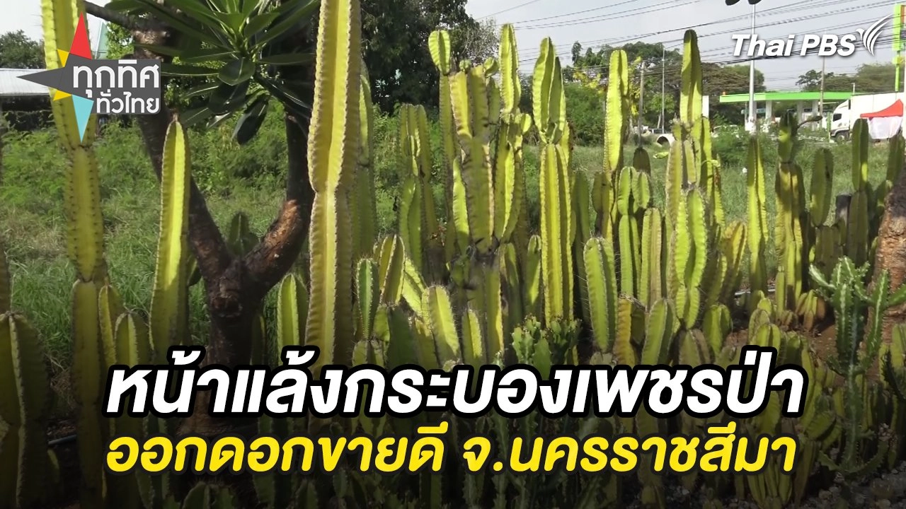 หน้าแล้งกระบองเพชรป่าออกดอกขายดี จ.นครราชสีมา