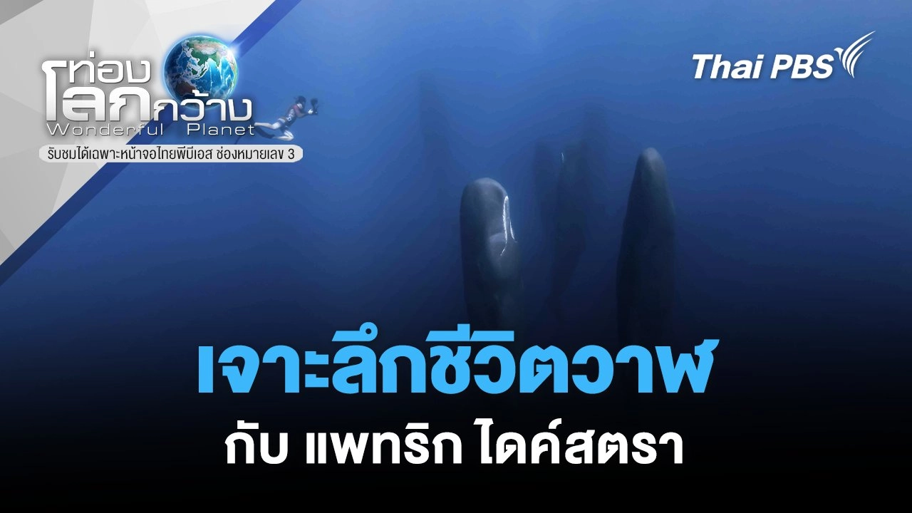 เจาะลึกชีวิตวาฬกับ แพทริก ไดค์สตรา