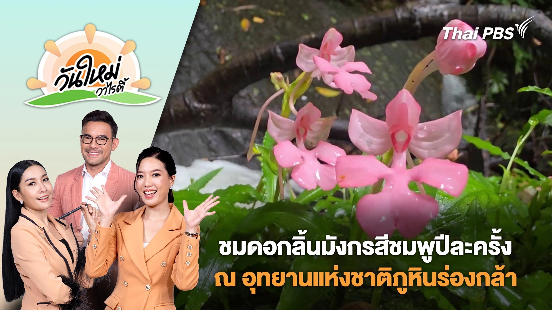 ชวนชมดอกลิ้นมังกรสีชมพูปีละครั้ง ณ อุทยานแห่งชาติภูหินร่องกล้า จ.พิษณุโลก | วันใหม่วาไรตี้ | 7 ส.ค. 68