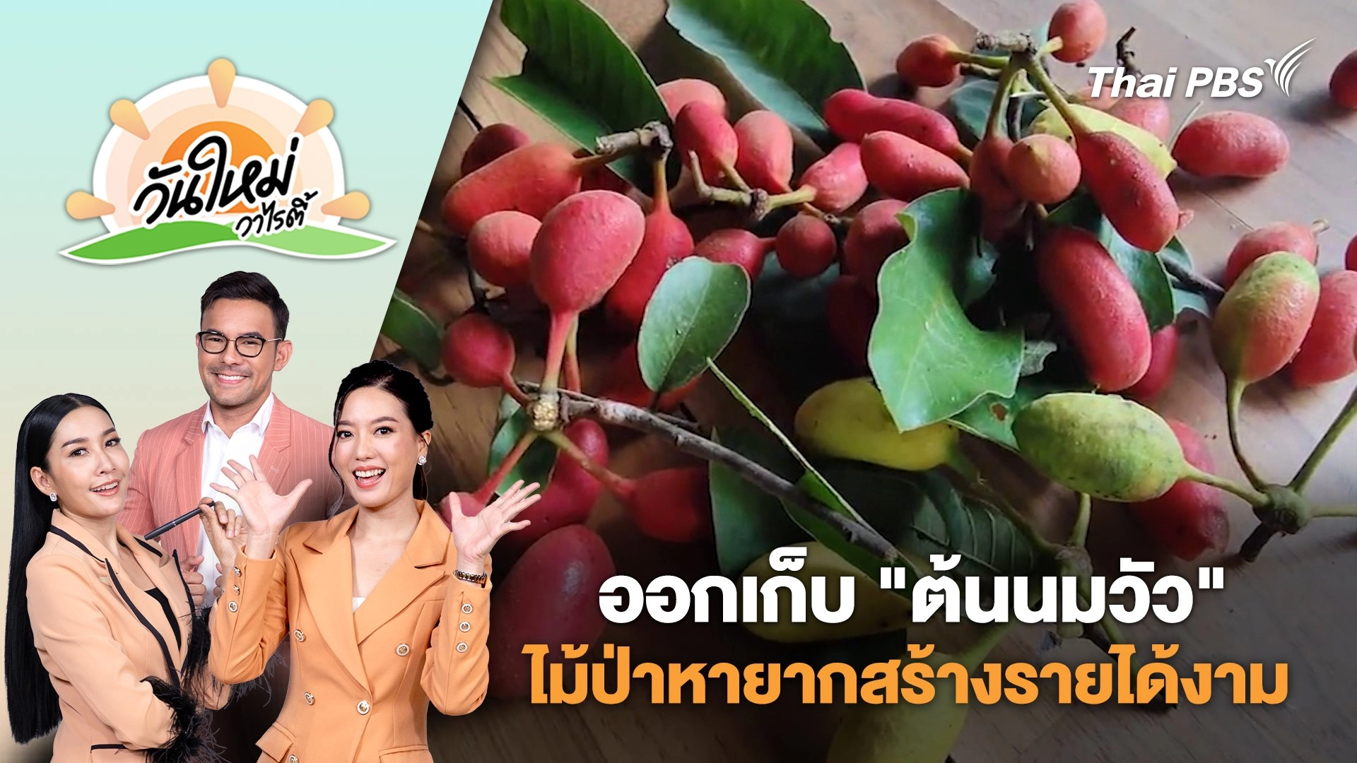 ชาวบ้านออกเก็บ "ต้นนมวัว" ไม้ป่าหายากสร้างรายได้งาม | วันใหม่วาไรตี้ | 19 ส.ค. 68