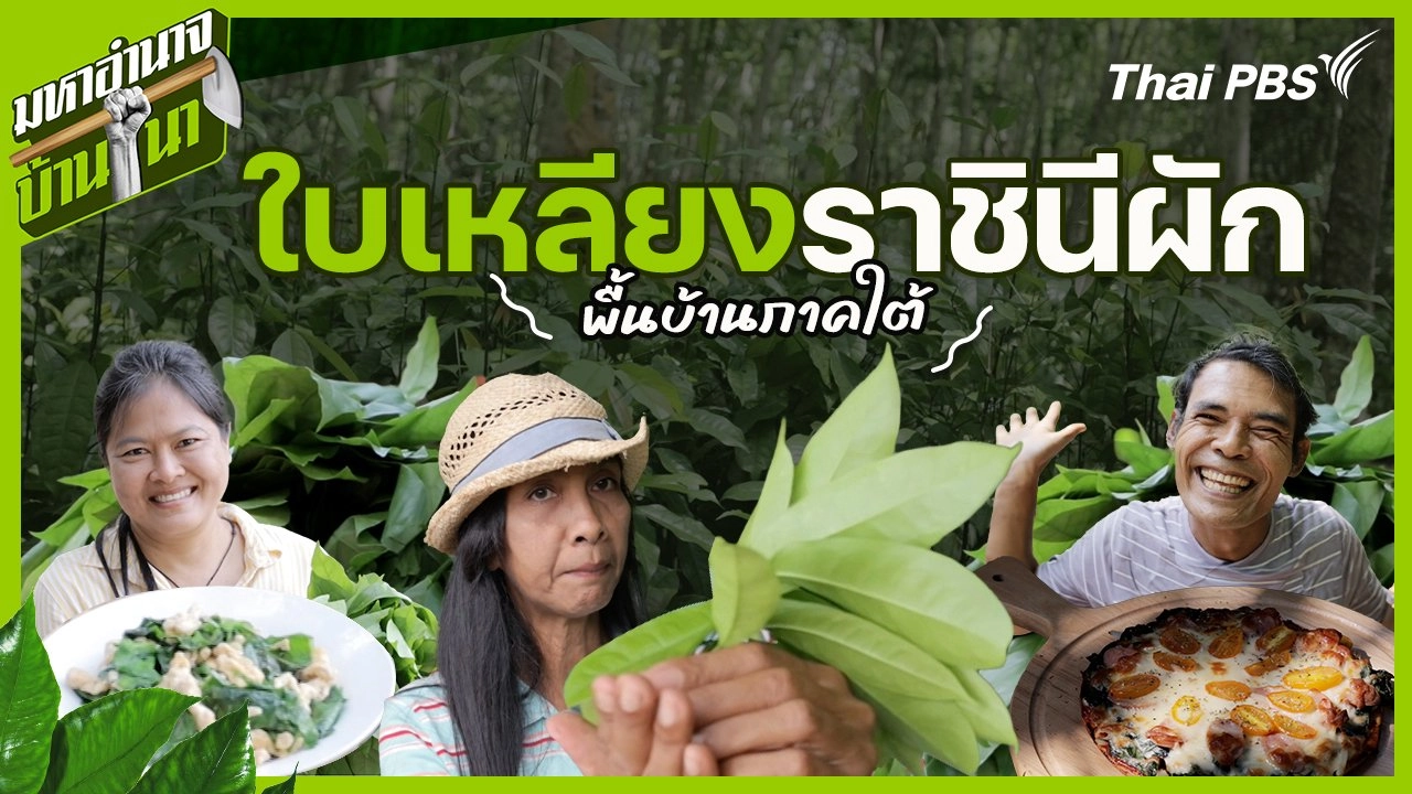 ใบเหลียง ราชินีผักพื้นบ้านภาคใต้