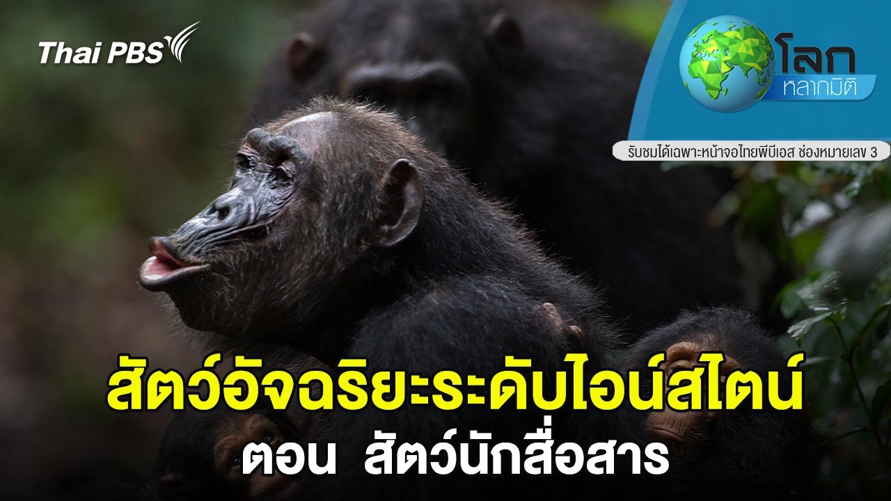 สัตว์อัจฉริยะระดับไอน์สไตน์ ตอน  สัตว์นักสื่อสาร