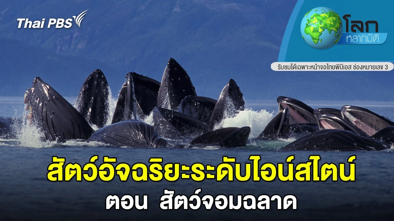 สัตว์อัจฉริยะระดับไอน์สไตน์ ตอน  สัตว์จอมฉลาด