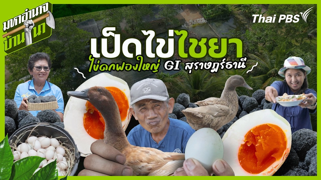 เป็ดไข่ไชยา ไข่ดกฟองใหญ่ GI สุราษฎร์ธานี