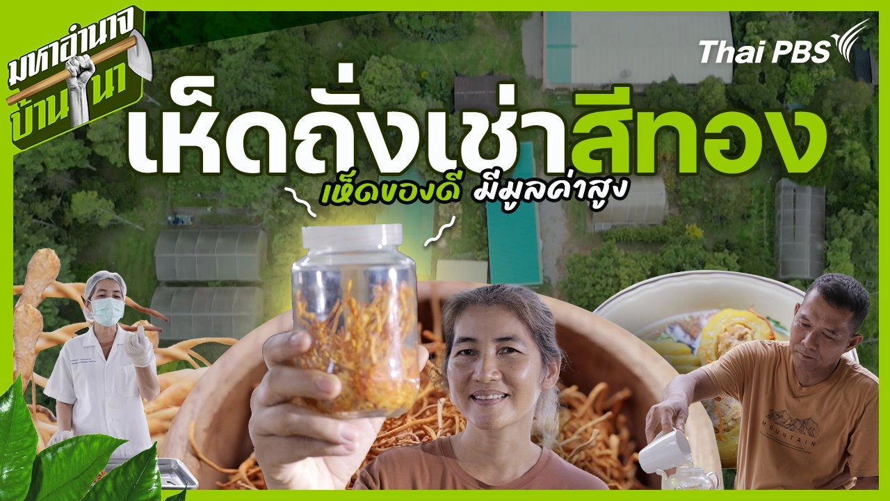 เห็ดถั่งเช่าสีทอง เห็ดของดี มีมูลค่าสูง