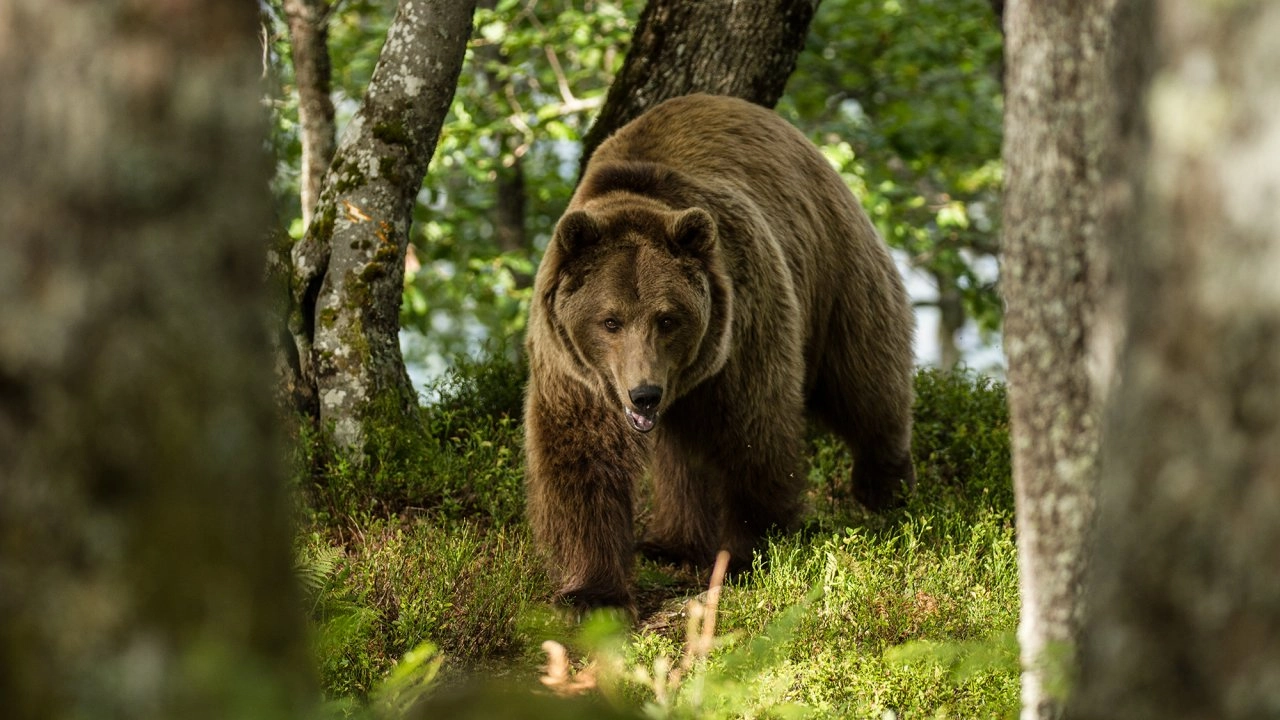 อัศจรรย์ธรรมชาติฝรั่งเศส ตอนที่ 4