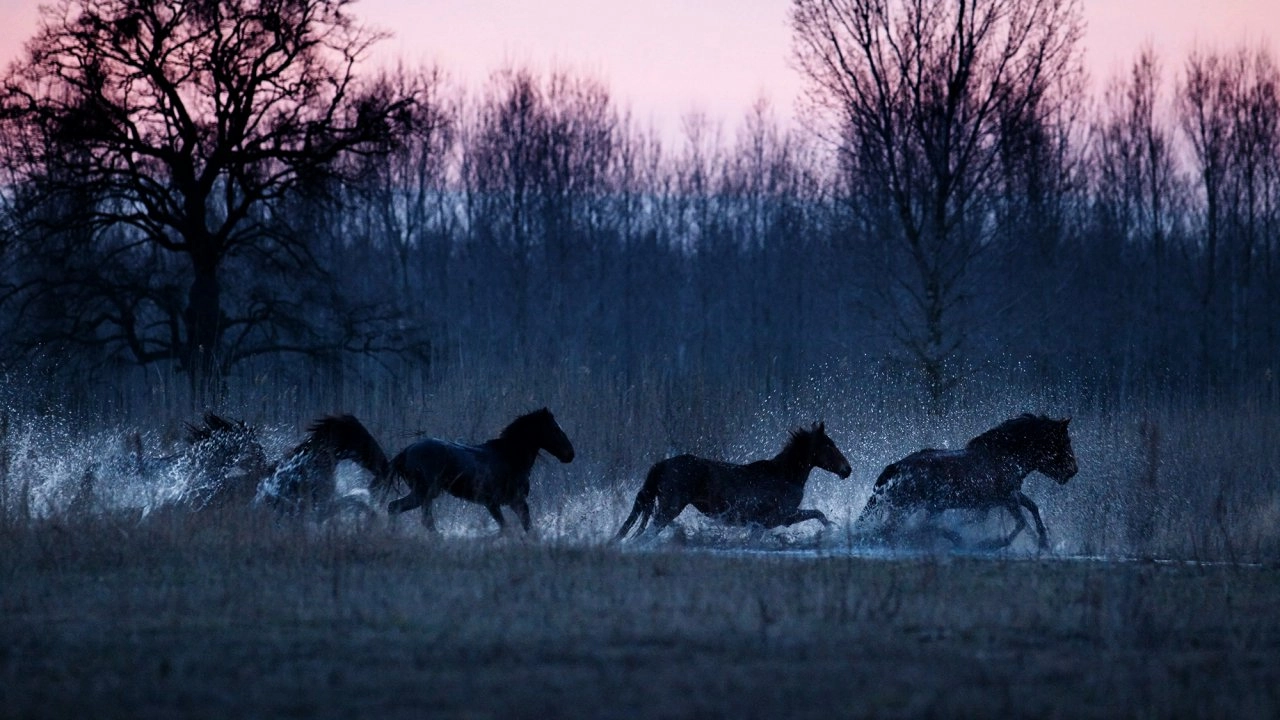 โลก 360 องศา ตอน ม้าป่าแห่งดานูบ