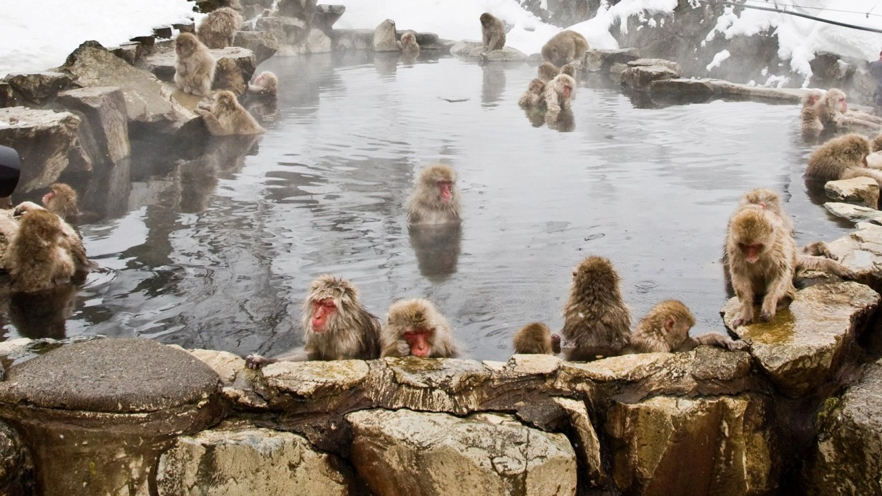 ป่าธรรมชาติญี่ปุ่นในรอบปี