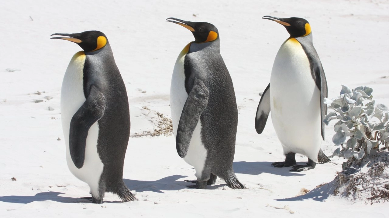 เรารักเพนกวิน