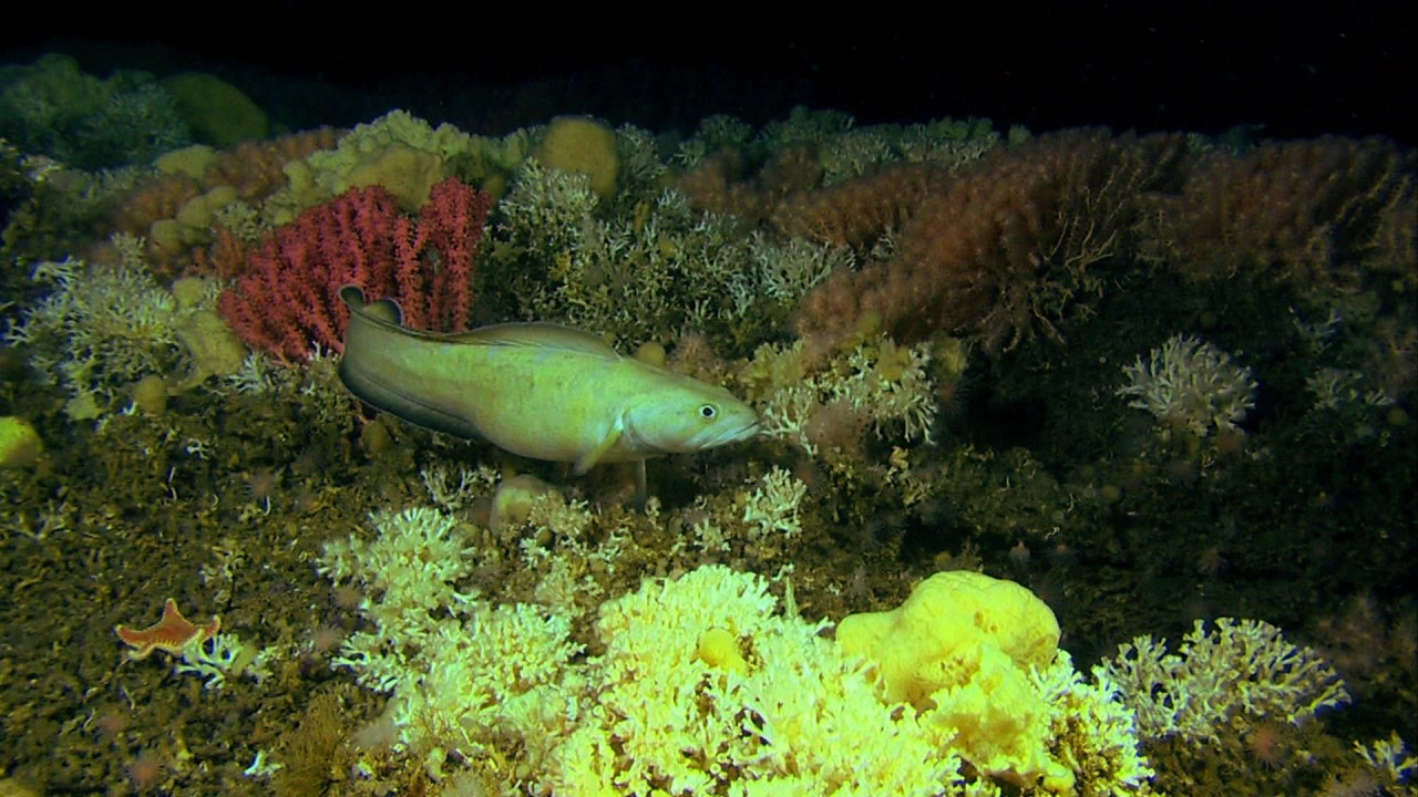 แนวปะการังสุดลี้ลับ