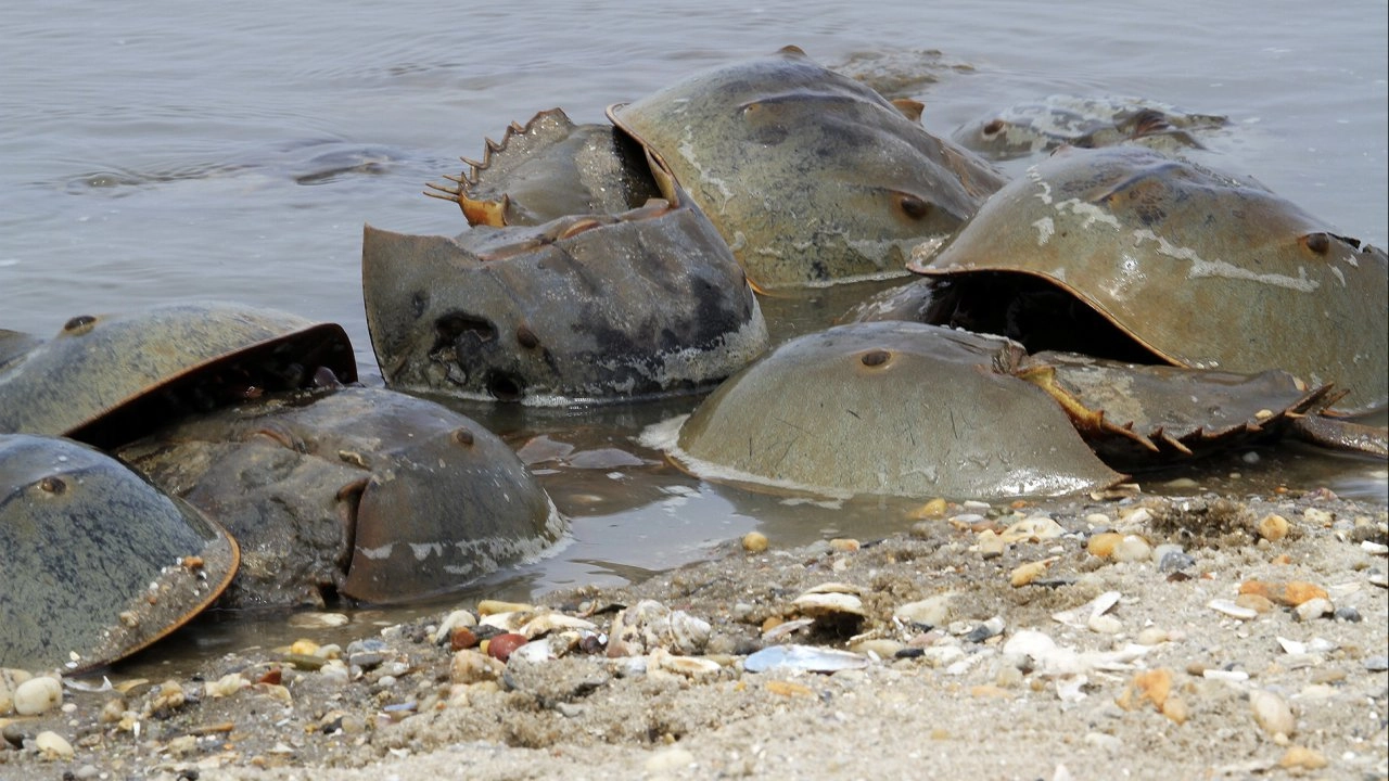 สัตว์ประหลาดหุ้มเกราะ