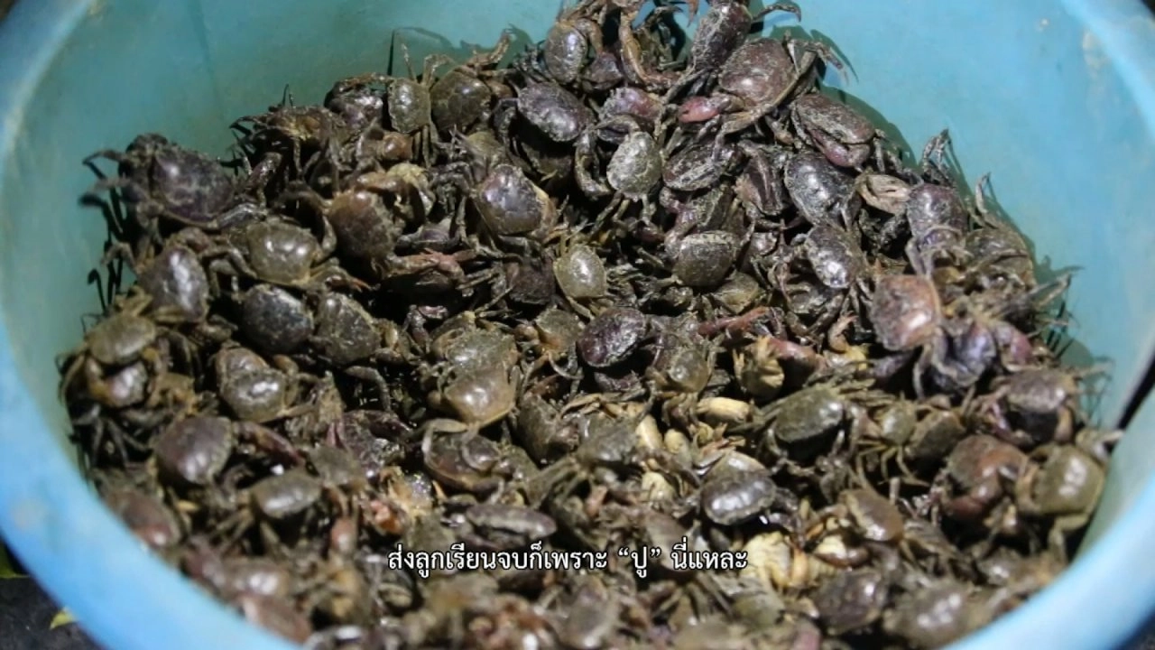 ปะกาฮะรัง ชุมชนเรียนรู้สู้ภัยพิบัติ, ปูนาหน้าแล้ง แห่งวังคก, คนรุ่นใหม่ หัวใจเกษตร