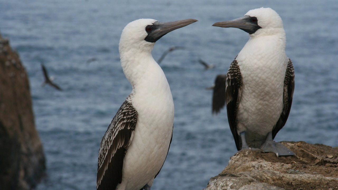 โลก 360 องศา ตอน เกาะแห่งนกทะเล