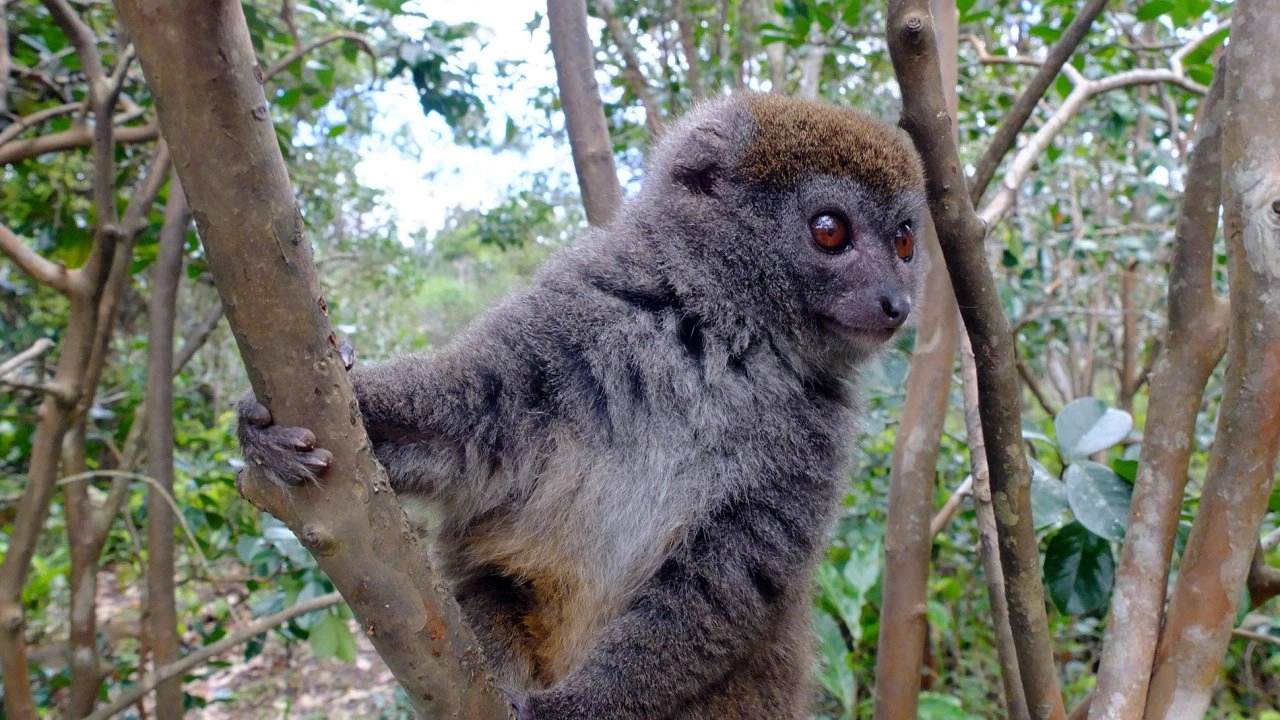 แดนธรรมชาติมหัศจรรย์ ตอน มาดากัสการ์