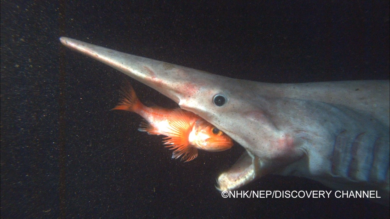 สุดยอดตำนานแห่งท้องทะเล ตอน ฉลามทะเลลึก