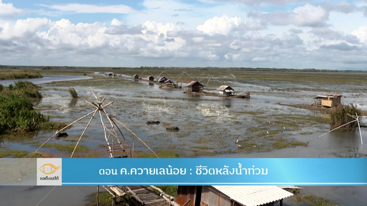 ค.ควายเลน้อย : ชีวิตหลังน้ำท่วม