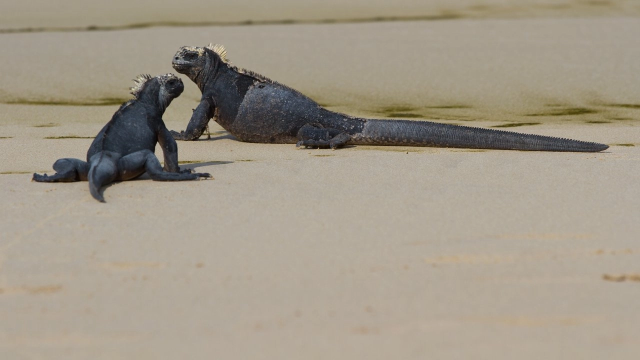 อัศจรรย์หมู่เกาะกาลาปาโกส ตอน การปรับตัว