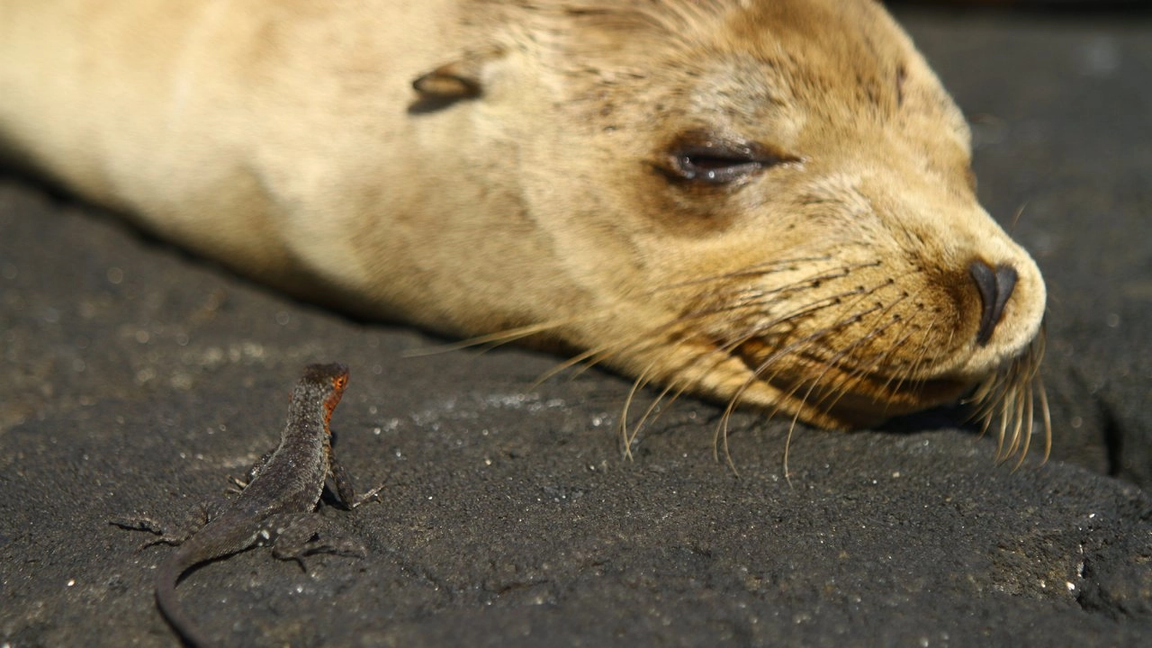 อัศจรรย์หมู่เกาะกาลาปาโกส ตอน วิวัฒนาการ