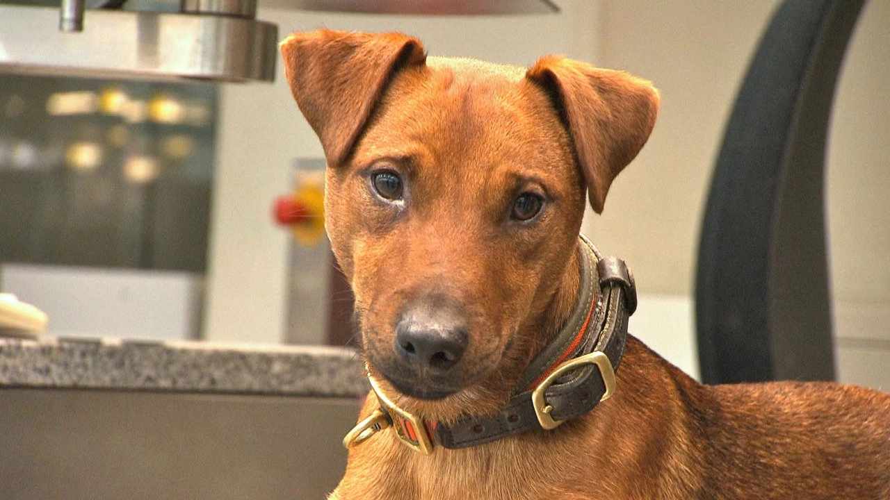 สัตว์โลกแสนรู้ ตอนที่ 12