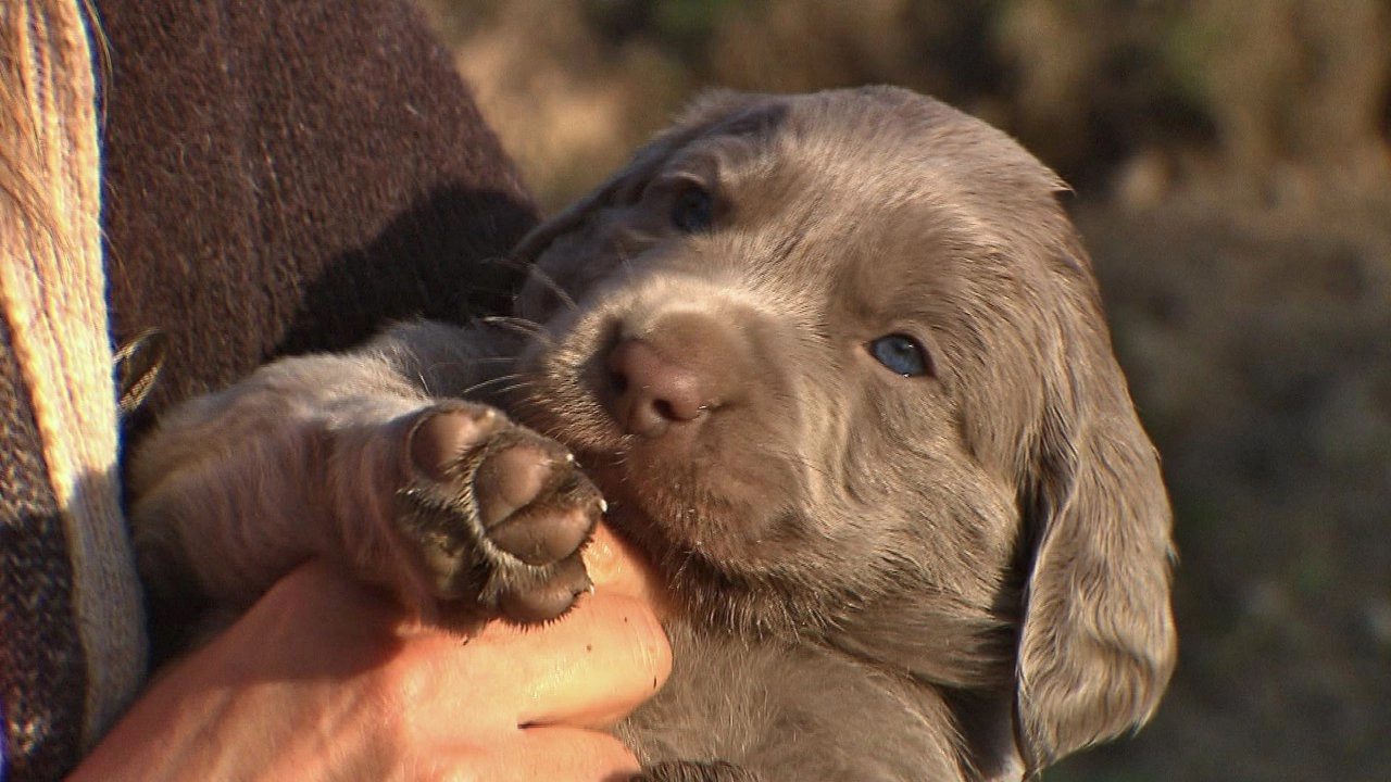 สัตว์โลกแสนรู้ ตอนที่ 13