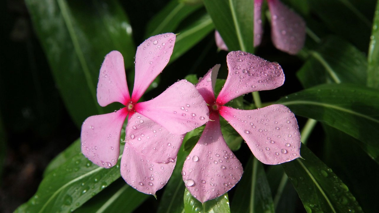 อัศจรรย์อาณาจักรแห่งพืช ตอน ปรับตัวเพื่อความอยู่รอด