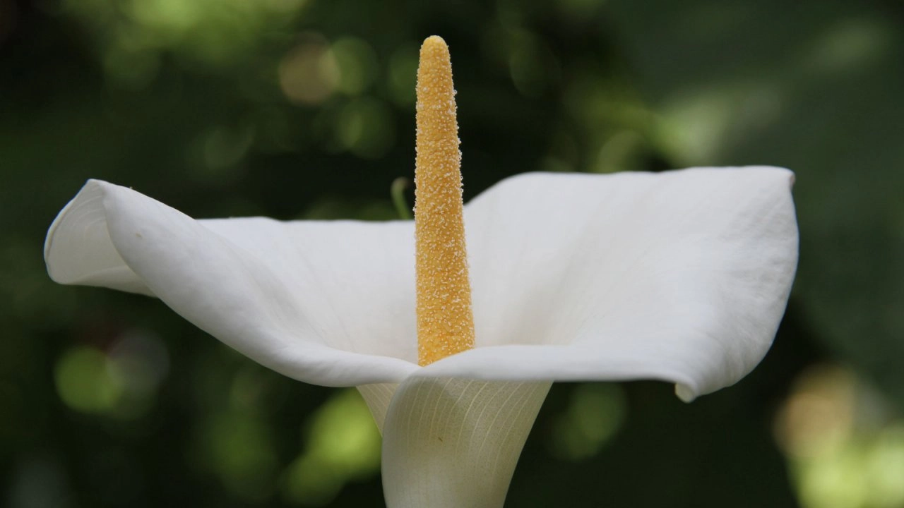 อัศจรรย์อาณาจักรแห่งพืช ตอน การสร้างอาณาจักร