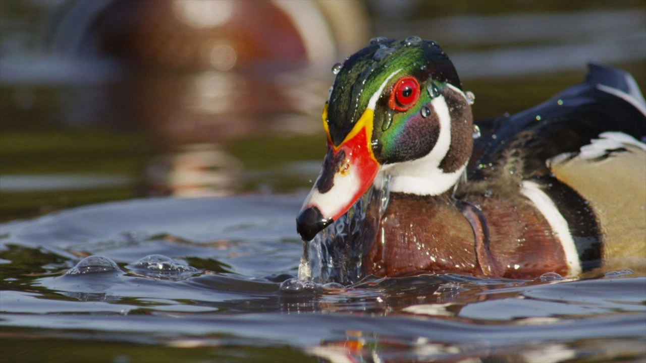 ผจญภัยในโลกของเป็ด